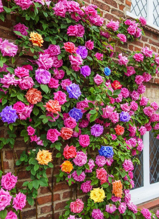 Rosas Trepadoras Ultra Color