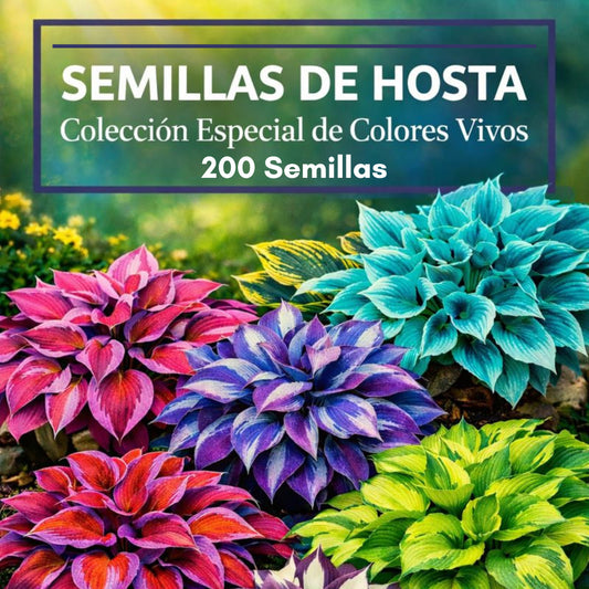 Semillas de Hosta – Colección Especial de Colores Vivos.